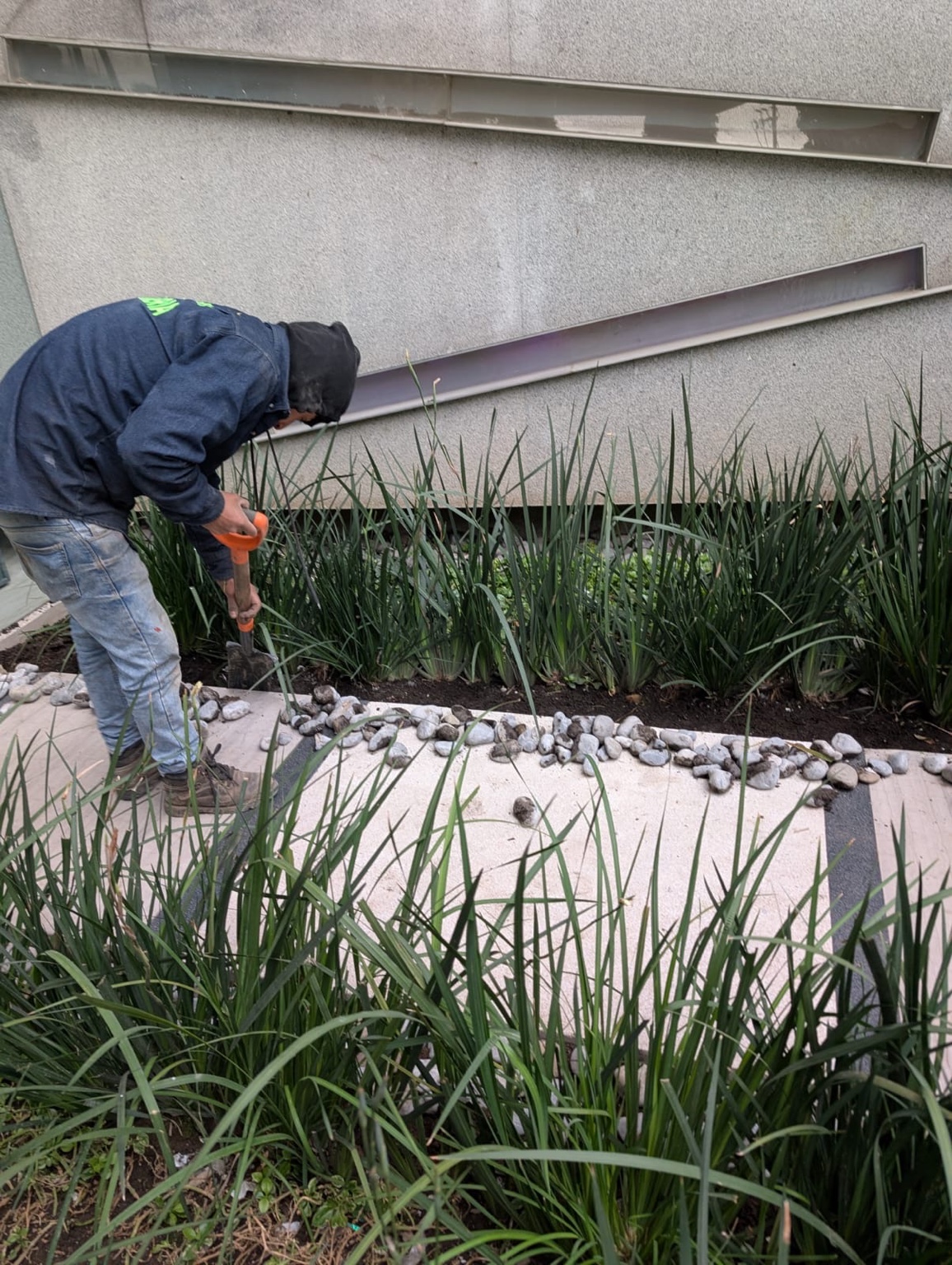 Trabajo de jardinería junto a plantas