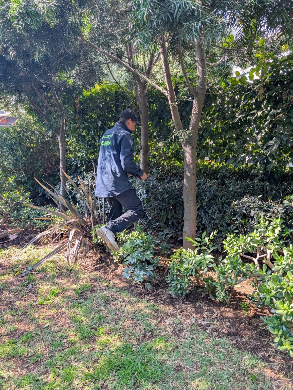 Servicio de mantenimiento de áreas verdes