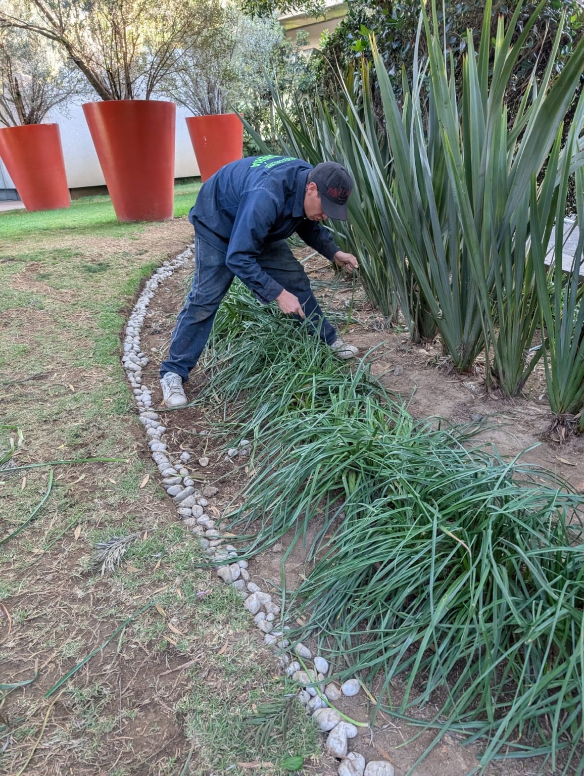 Corte y limpieza de plantas